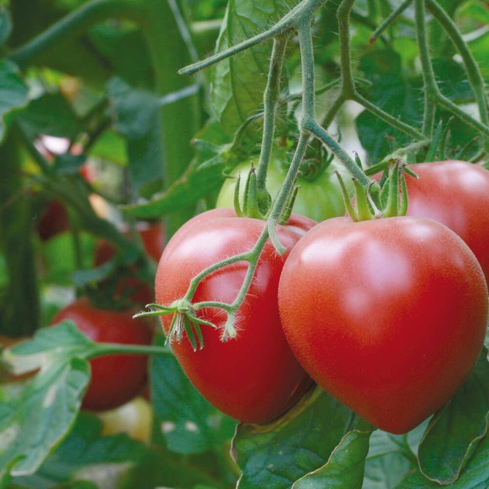 Ранний томат катя выращивай, сил не тратя