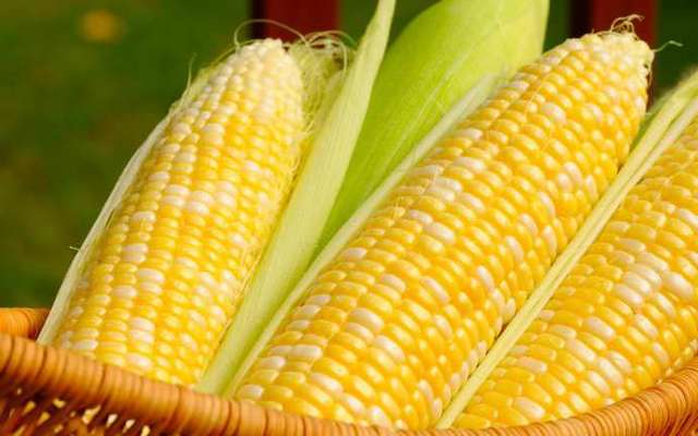 Особенности выращивания сахарной кукурузы на своем участке