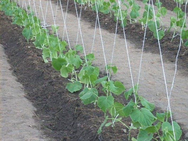 Фасоль овощная — выращивание, посадка, размножение и уход