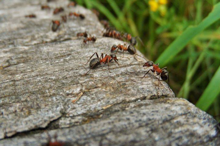 Как избавиться от муравьёв: эффективные рецепты на основе борной кислоты