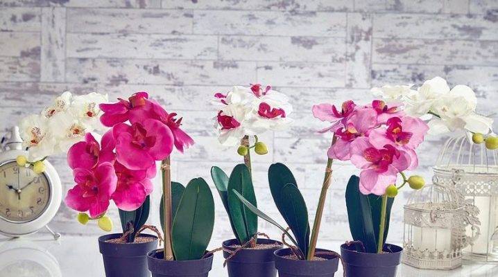 Необходимая информация о том, когда пересаживать орхидею в домашних условиях