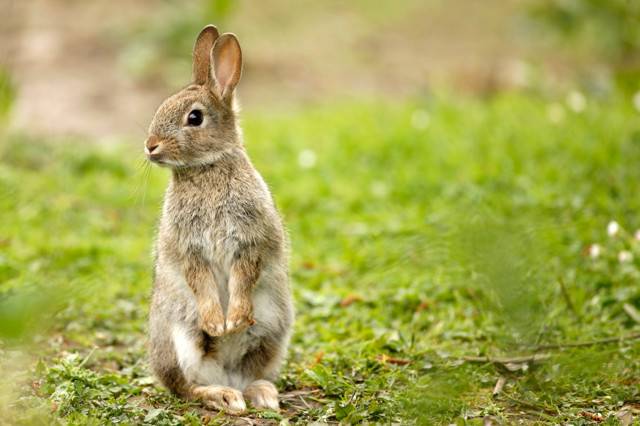 Сколько живут декоративные кролики?