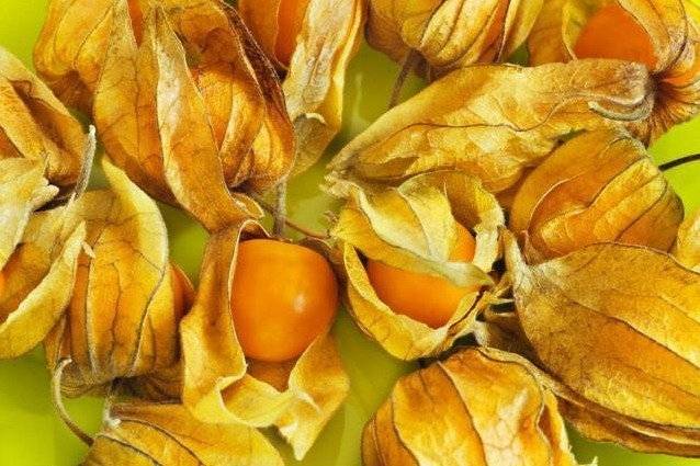 Ягоды физалиса не только вкусны – они для здоровья очень важны