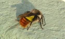Как завести пчел на даче: инструкция для начинающих