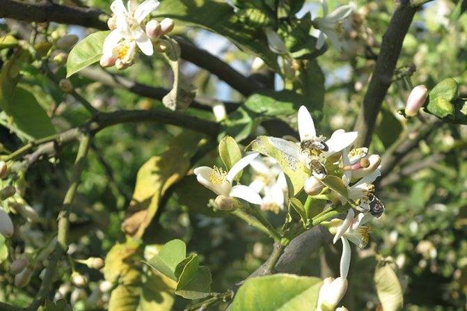 Растение бергамот-монарда: выращивание и заготовка к чаю