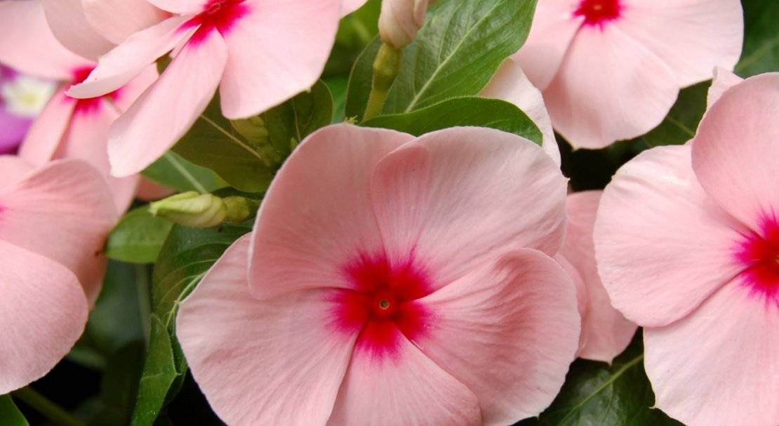 Ахименес цветок — как выращивать растение