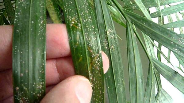 Болезни пальм в домашних условиях: чем болеют экзотические красавицы и как их лечить?