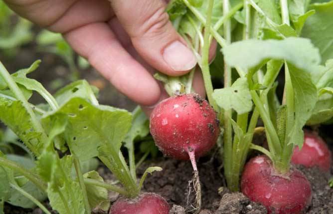 Как правильно сажать и выращивать редис в открытом грунте?
