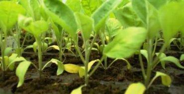 Основные секреты выращивания крепкой рассады баклажанов