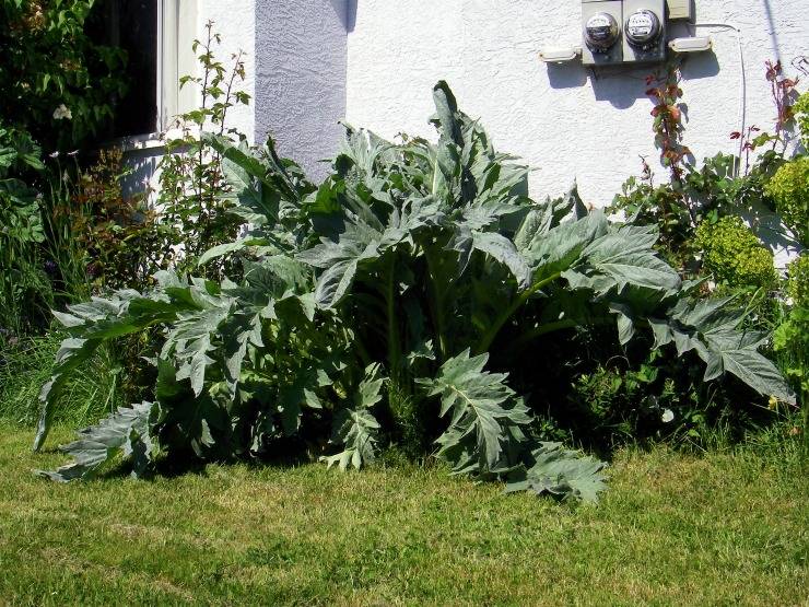 9 экзотических овощей, которые стоит попробовать вырастить на даче