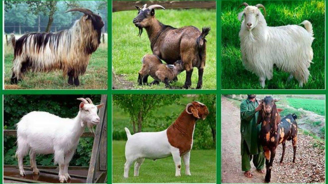 Выращивание козлят в козоводстве для начинающих
