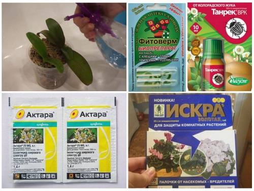 Распространённые болезни комнатных растений: липкие листья