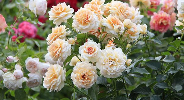 Что такое полиантовые розы? как их сажать и ухаживать за ними?