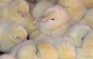 Как распознать и вылечить кокцидиоз у домашних цыплят
