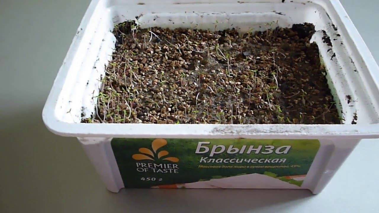 Портулак фото выращивание из семян когда сажать