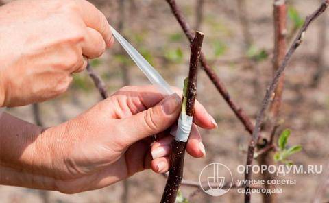 Прививка плодовых деревьев весной: сроки и способы прививки