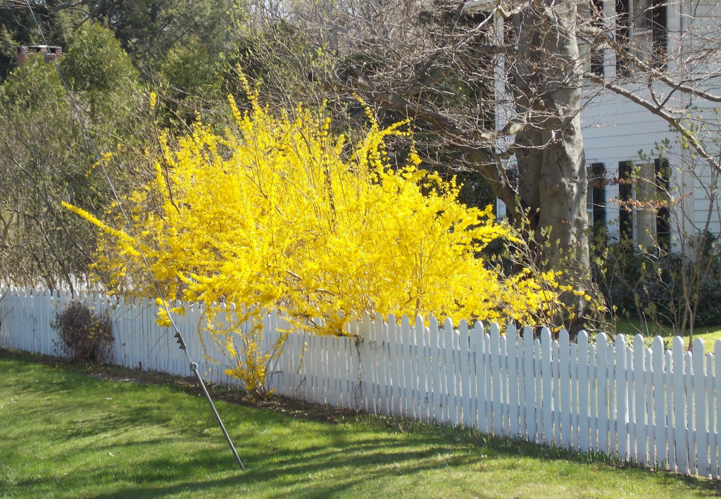 Форзиция: яркий жёлтый кустарник на зависть всем соседям!