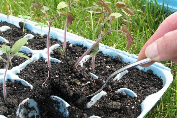 Рассада помидоров на подоконнике: как грамотно сажать и выращивать и как часто поливать?