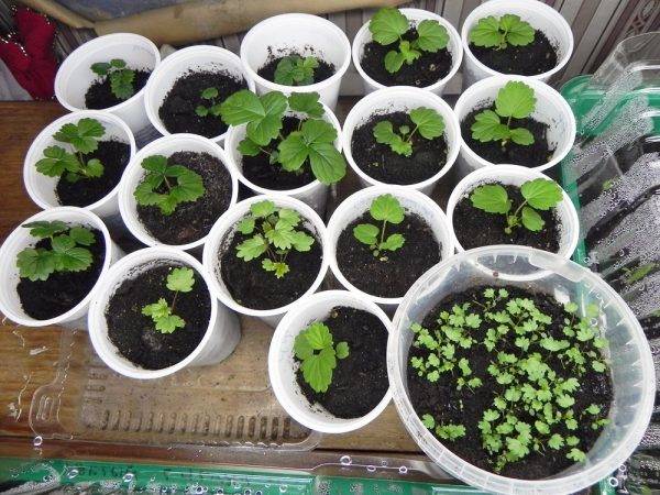 Ювелирная работа — выращивание земляники семенами
