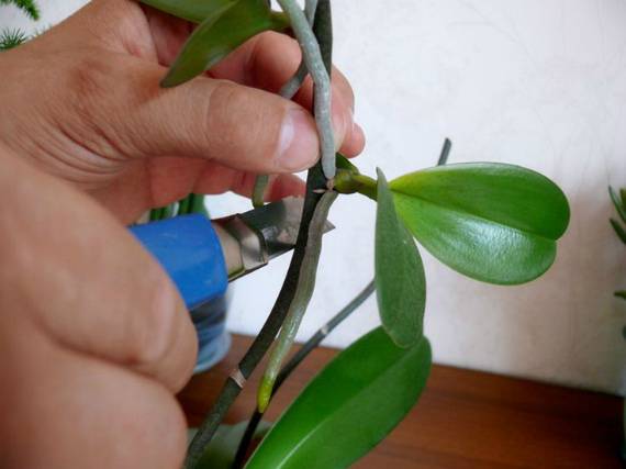 Как пересадить орхидею: пошаговая инструкция