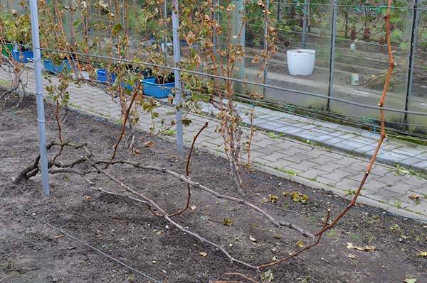 Как обрабатывать виноград медным купоросом весной и осенью