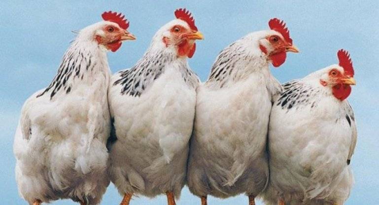 Описание мясо-яичных пород кур: адлерская серебристая