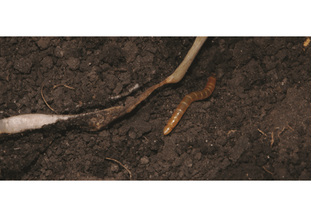 Меры борьбы с жуком-щелкуном и его личинкой проволочником на огороде