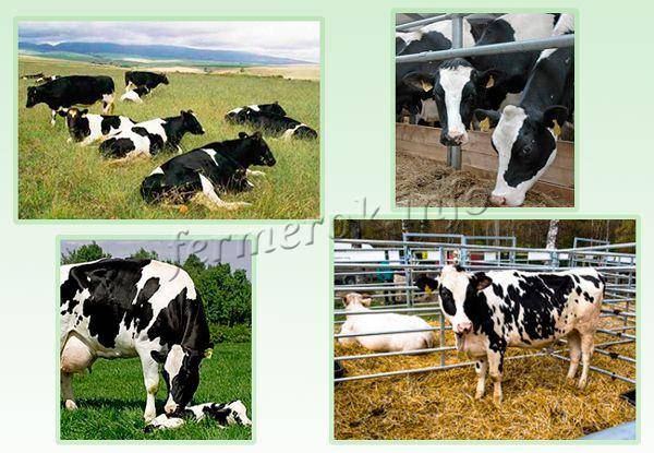 Эффективность использования голштинизированного черно-пестрого скота для производства молока