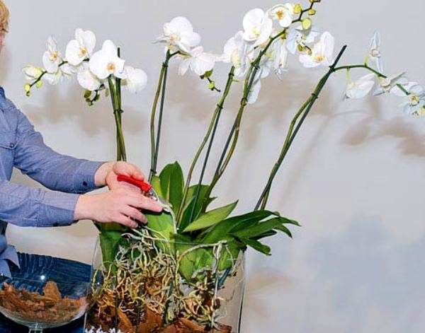 Орхидея камбрия: уход в домашних условиях + фото