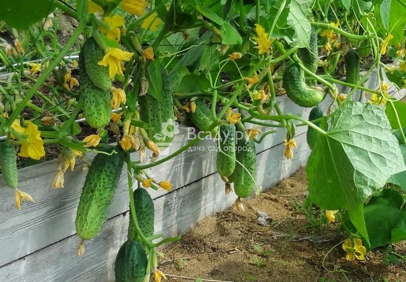 Арахис – выращивание в открытом грунте; как вырастить земляной орех