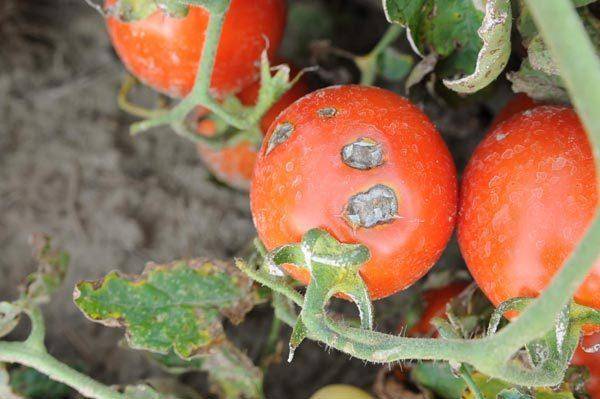 Фитофтора на помидорах – как бороться народными средствами