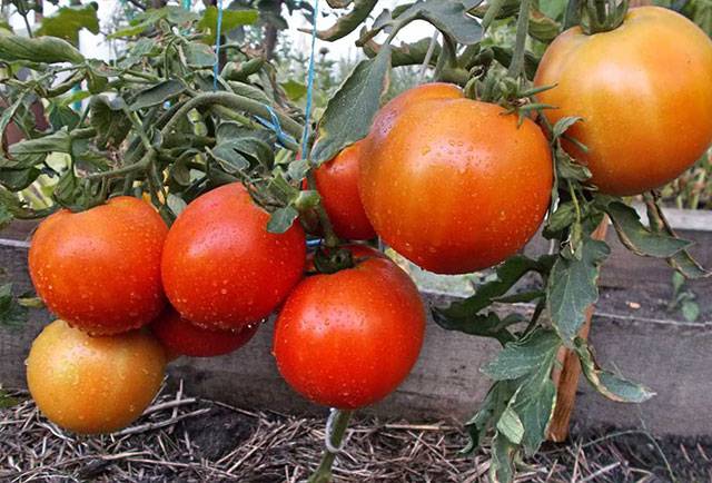 Сорт томата – батяня: описание, отзывы и особенности ухода
