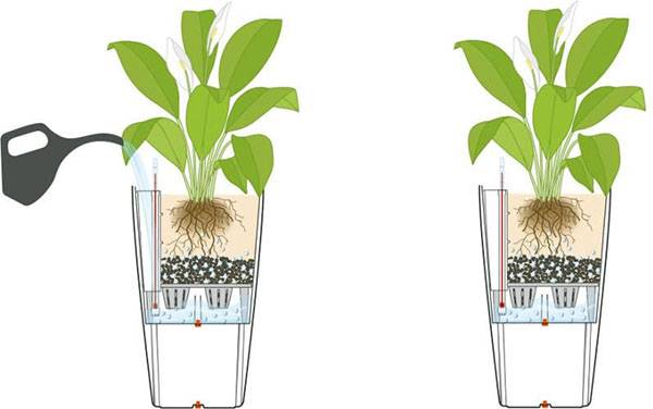 Как изготовить автополив для комнатных растений своими руками?