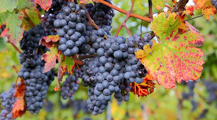 Как выращивать виноград в подмосковье