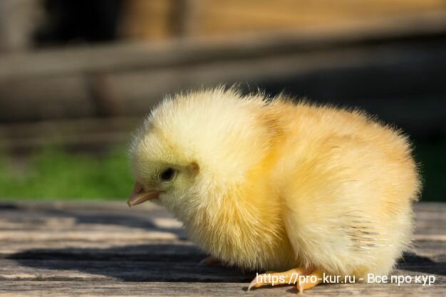 Выращивание цыплят: чем кормить в домашних условиях