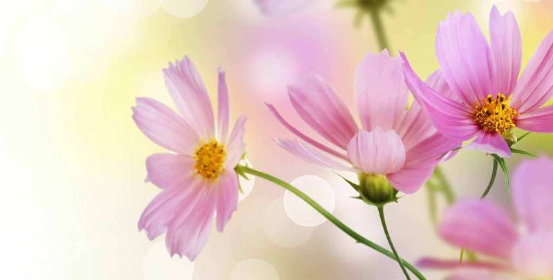 Цветок космея: воздушные цветы космической красоты