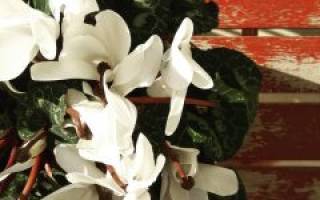 Как ухаживать за цветком цикламен в домашних условиях