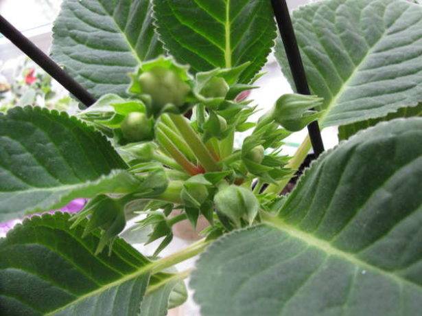 Как размножить глоксинию листом?