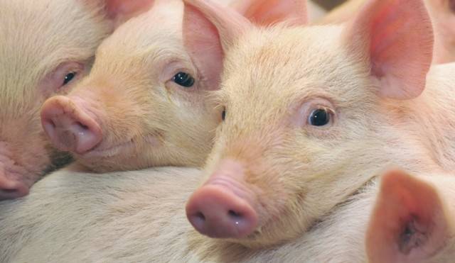 Основные правила свиноводства для начинающих