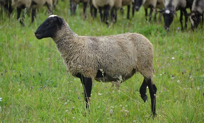 Овцеводство: особенности разведения, объемы производства и советы начинающему фермеру (100 фото и видео)
