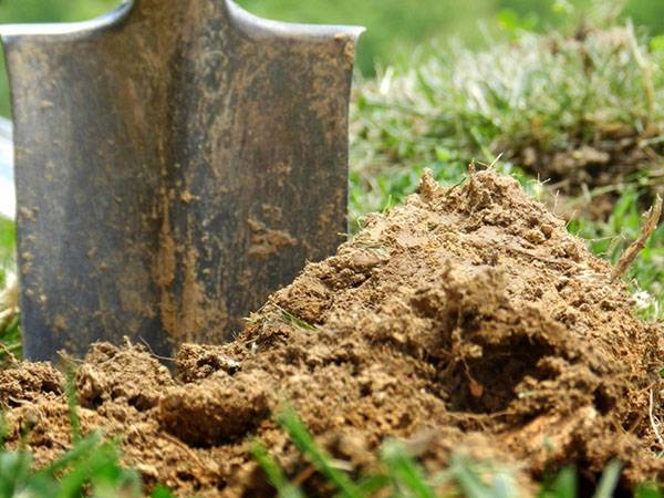 Использование опилок в саду и огороде для мульчирования, удобрения почвы и её разрыхления: польза и вред
