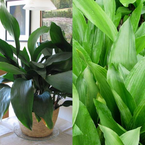 Тропическое растение аспидистра: уход в домашних условиях, фото, создание оптимальных условий для развития декоративной культуры