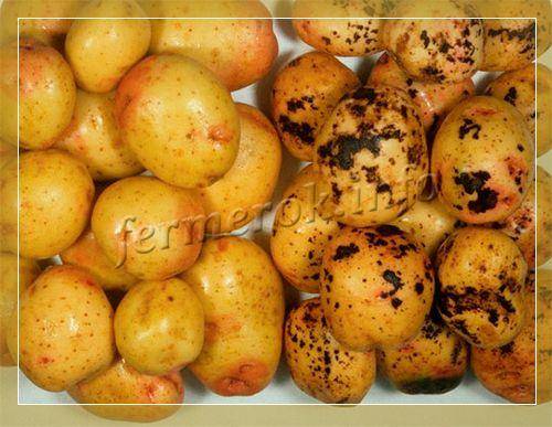 Лучшие способы борьбы с вредителями и болезнями картофеля