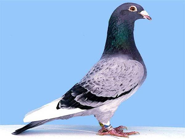Правила разведения и содержания голубей в домашних условиях