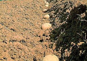 Правильная глубина посадки картошки