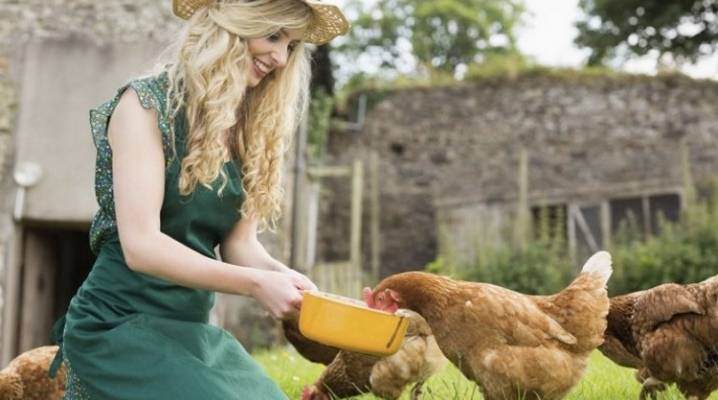 Приобретаем правильные витамины для цыплят бройлеров