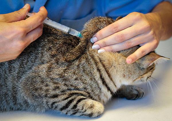 Фоспренил для кошек — инструкция по применению