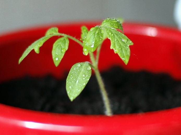 Как правильно замочить семена томатов перед посадкой на рассаду: правила предпосевной подготовки и обработки