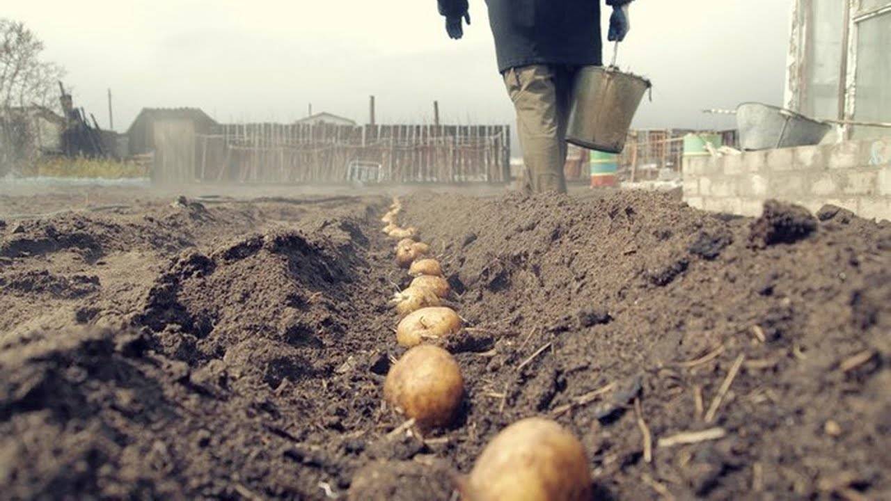 Картошка, выращенная по старой русской традиции: под соломой или на ней