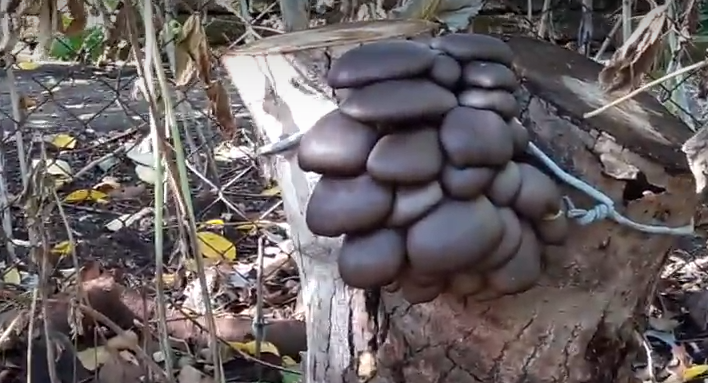 Какие грибы растут на пеньках. особенности выращивания грибов на пнях